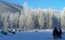 dog yard winter frost trees